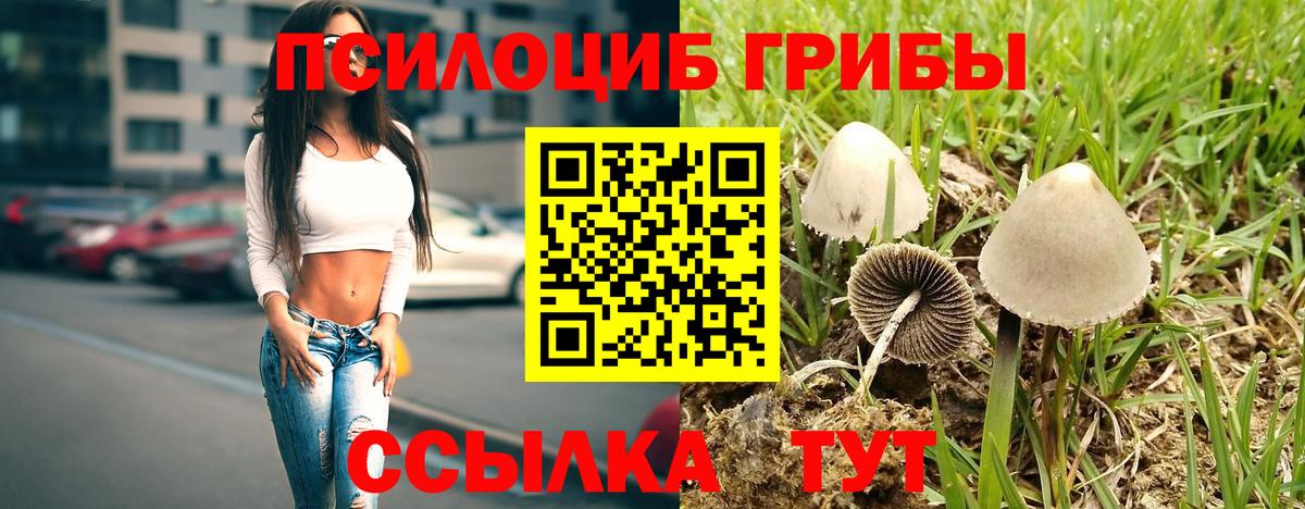 Галлюциногенные грибы Psilocybe Канаш