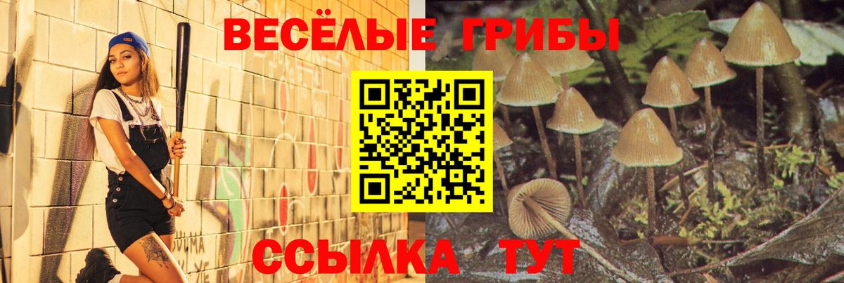 Канаш  Псилоцибиновые грибы Psilocybine cubensis  как найти   Вход с VPN 